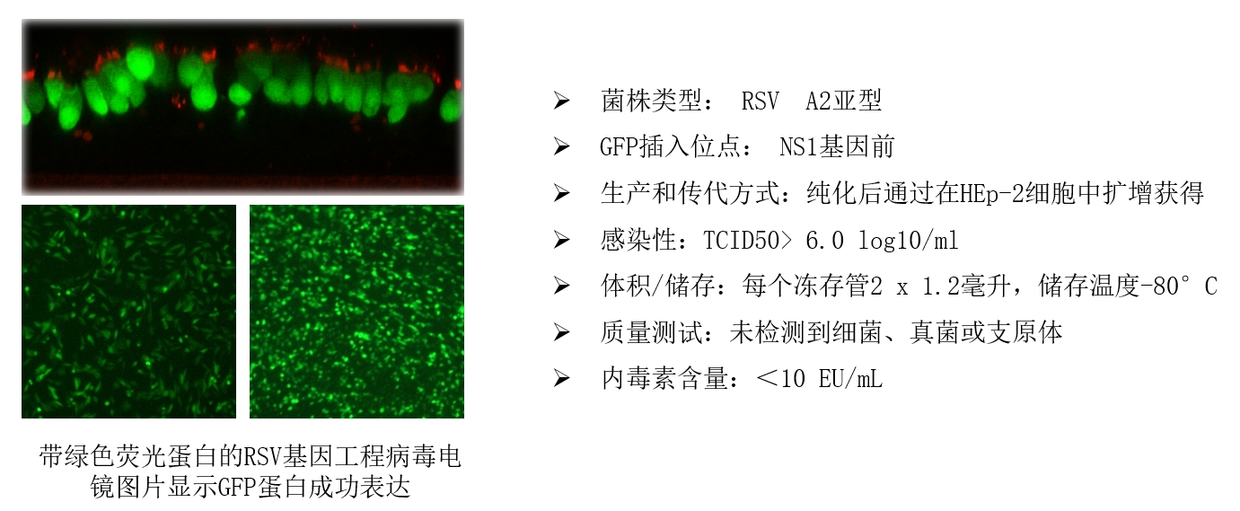 RSV-GFP1毒株示意图 RSV-GFP1毒株示意图