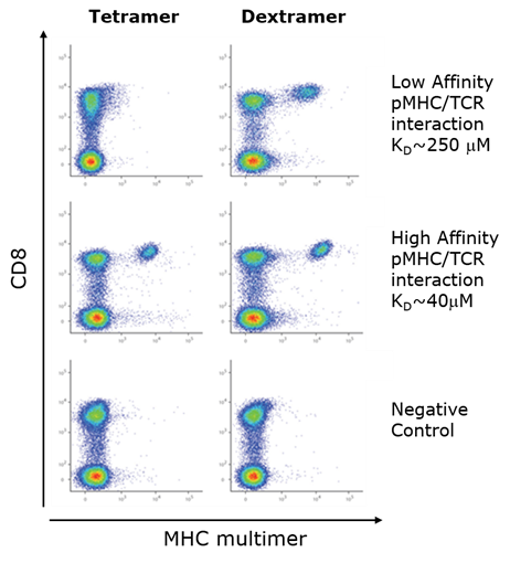 Immudex Dextramer CD8细胞检测