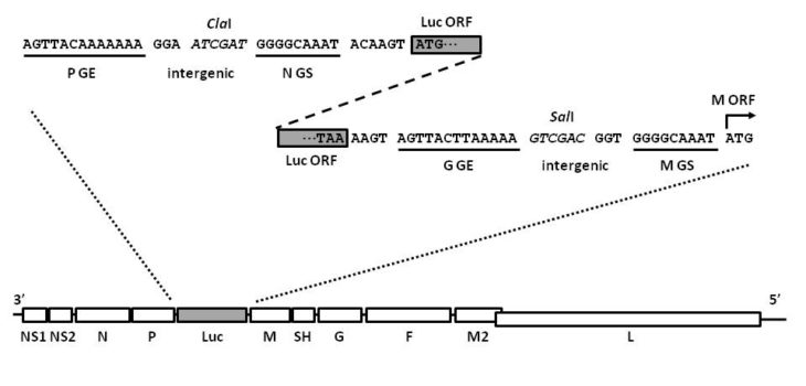 具有绿色荧光蛋白的 1 型人副流感病毒（PIV1-GFP）