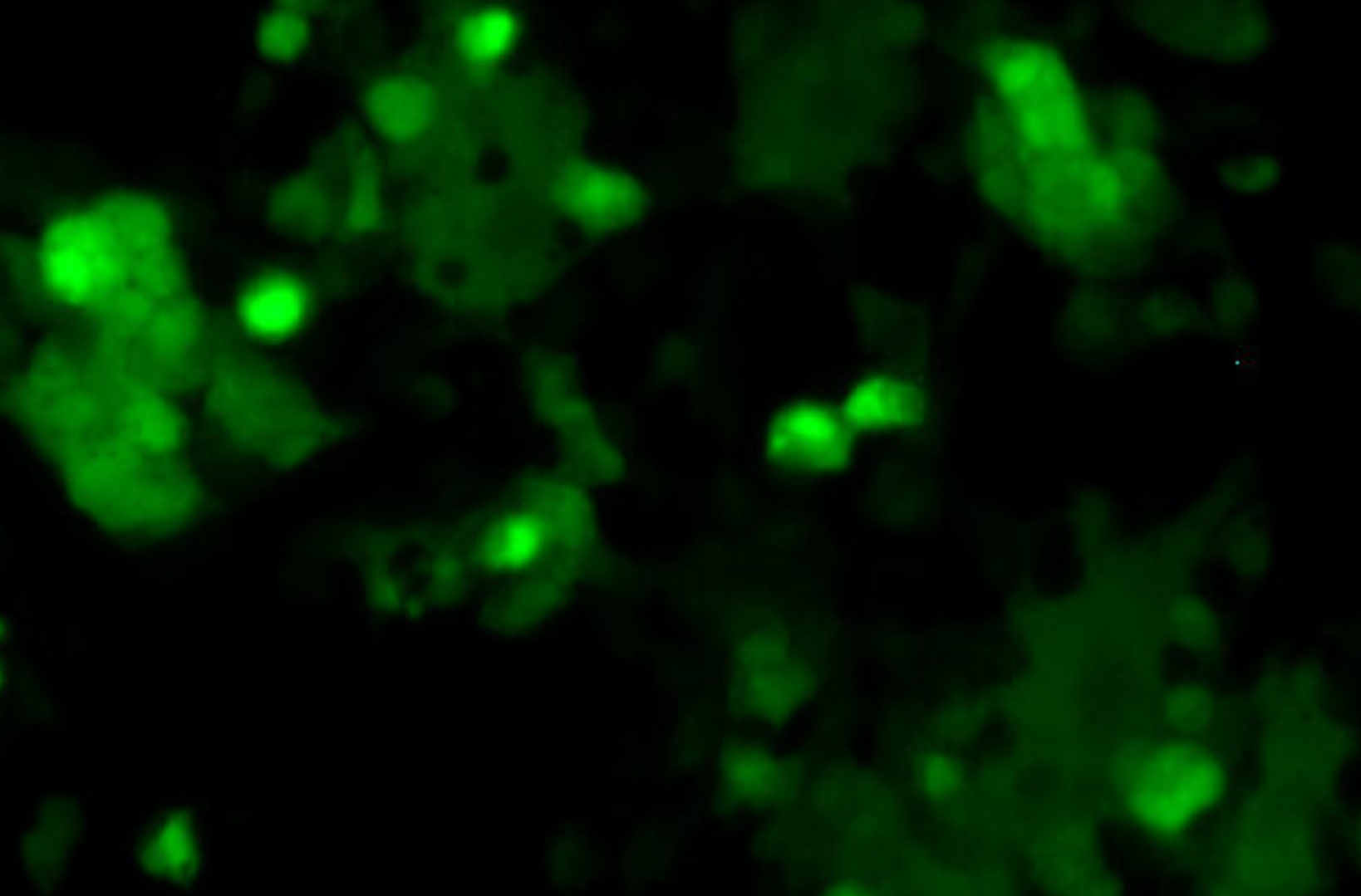 具有绿色荧光蛋白的人呼吸道合胞病毒亚型 B （RSVB-GFP3）