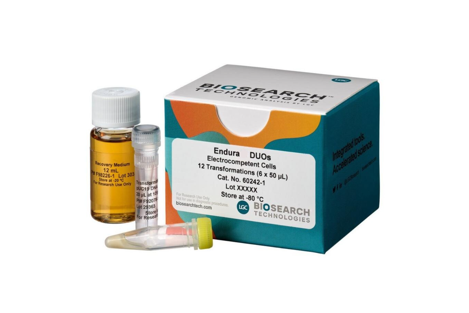 TransforMax EC100 电感受态大肠杆菌