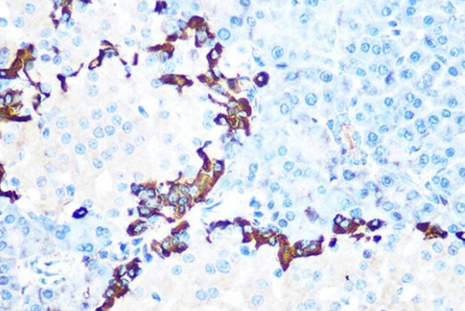 GLP1兔单克隆抗体