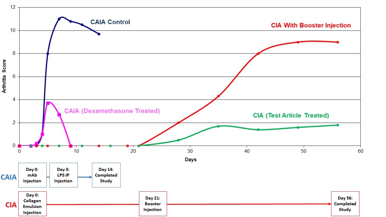 正宗 CIA 和单克隆抗体 LPS 诱导的关节炎 （CAIA）的比较 （A） CAIA