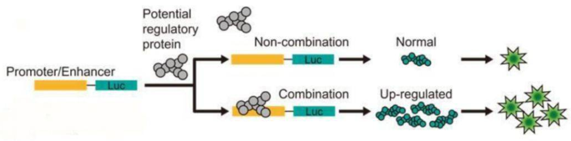 Luciferase原理示意图