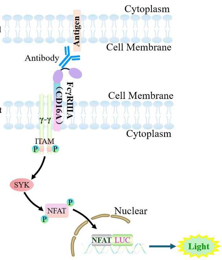 科佰免疫治疗靶点细胞株