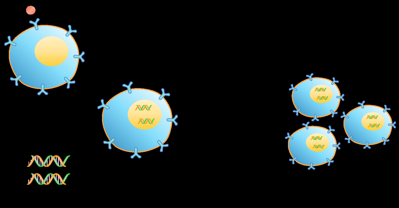 科佰Kinase激酶细胞株