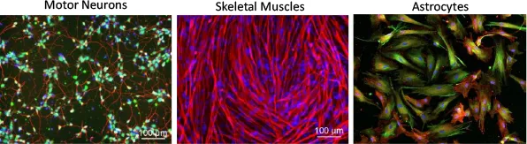 iXCells 人 iPS 细胞系表现出高分化为各种细胞类型的能力