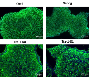 用 DAPI 染色以显示细胞核