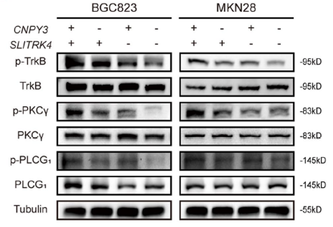 Assay-Biotechnology多克隆抗体检测