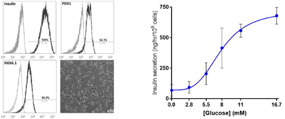 胰岛B细胞分泌结果