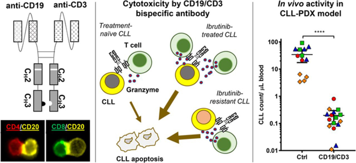 双特异性抗体的作用机制 双特异性抗体的作用机制