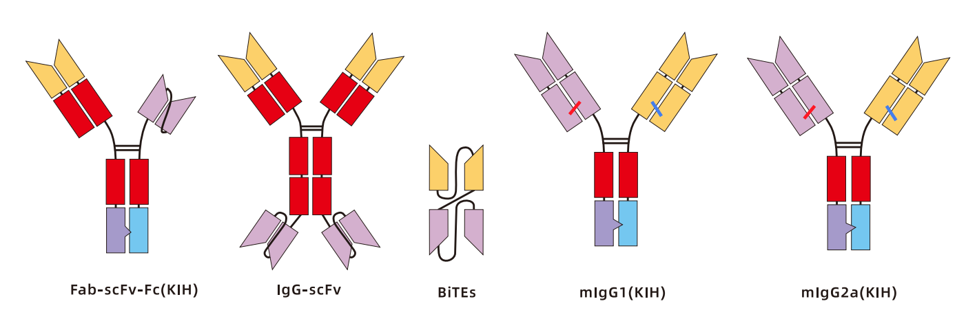 双特异性抗体的各种设计和结构 双特异性抗体的各种设计和结构