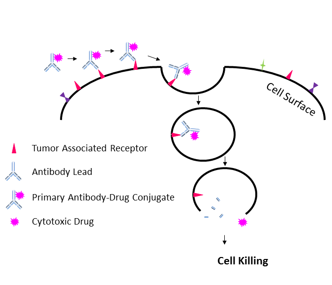 二抗-药物偶联物-1