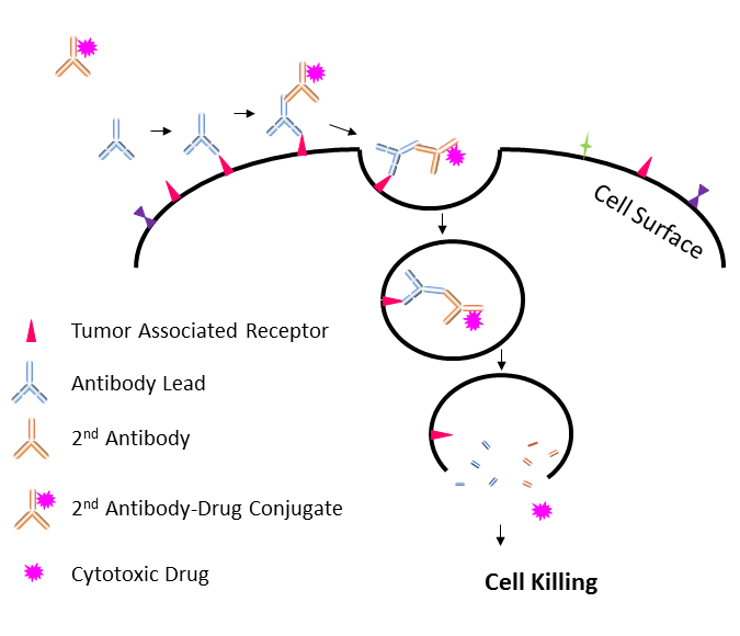 二抗-药物偶联物-2