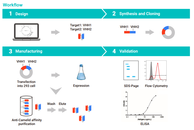 Abnova VHH抗体定制服务流程