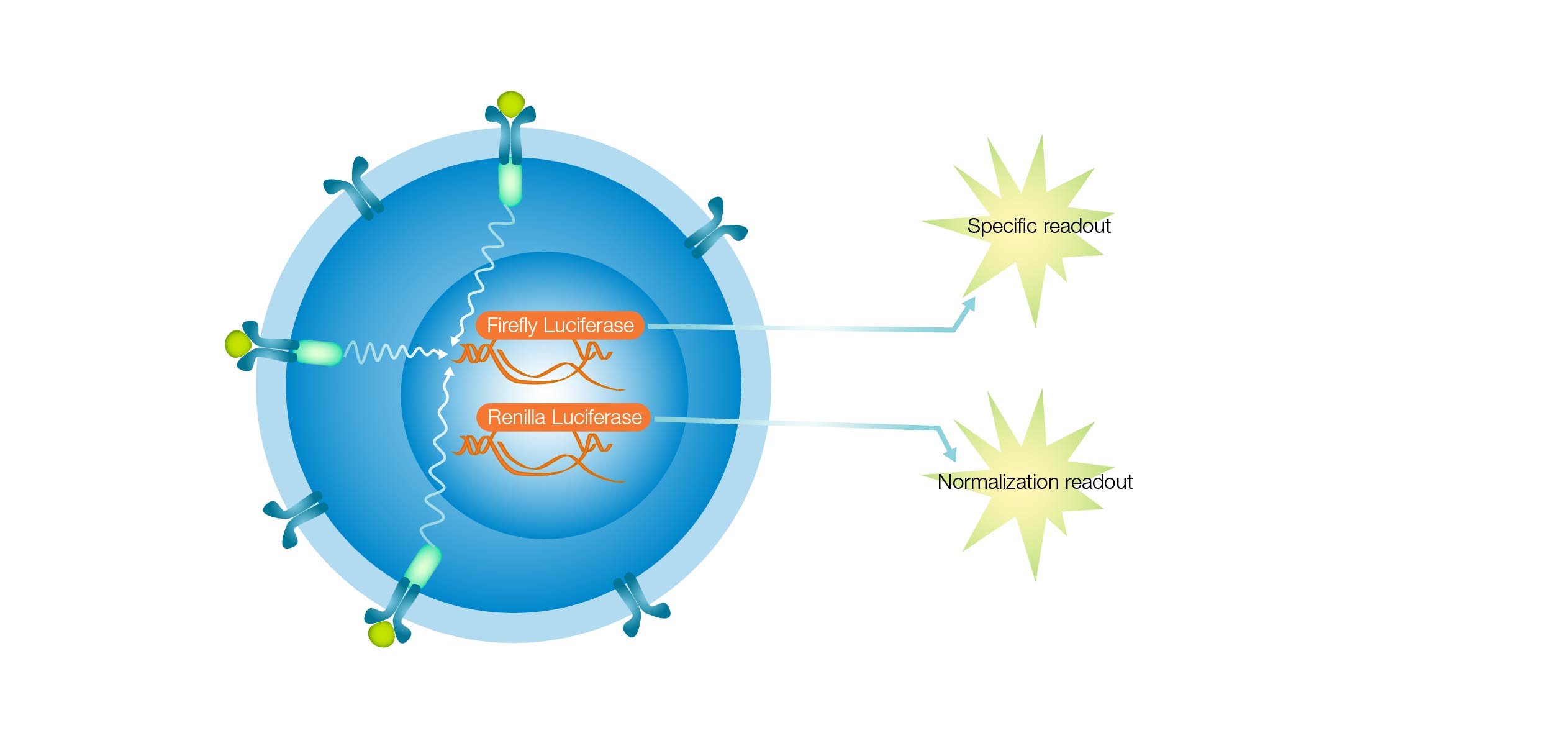iLite报告基因系统